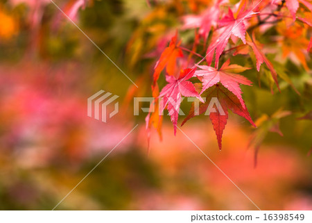 autumn leaves, very shallow focus 16398549
