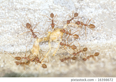 Red Ants Carrying dried body of insect 16398672