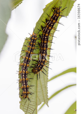 Couple of Orange-Black Hairy Caterpillar Couple of Orange-Black Hairy Caterpillar 16398674