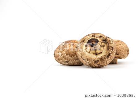 Portobello Mushroom on White Background Portobello Mushroom on White Background 16398683