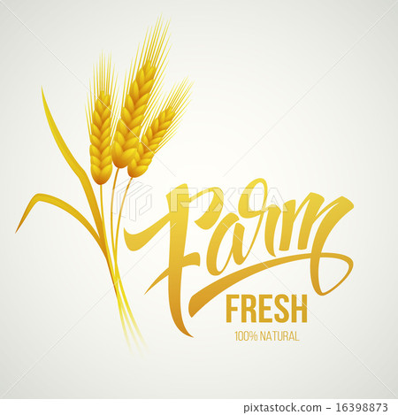Wheat ears icon. Ears of Wheat. . Vector illustration 16398873