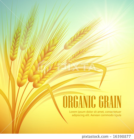 Wheat field  background. Vector illustration 16398877