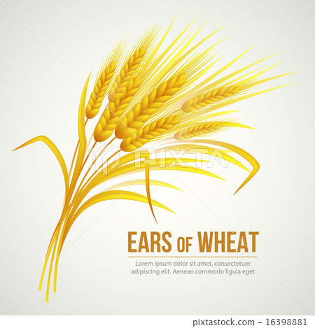 Ears of Wheat. Vector illustration 16398881