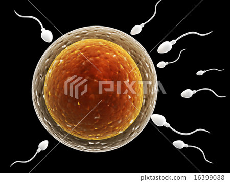 Spermatozoons, floating to ovule Spermatozoons, floating to ovule 16399088