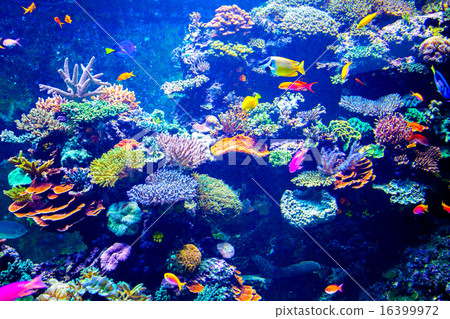 Colorful aquarium Colorful aquarium 16399972