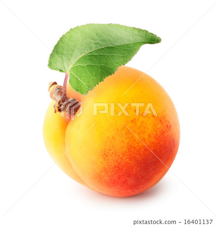 Yellow apricot with leaf 16401137