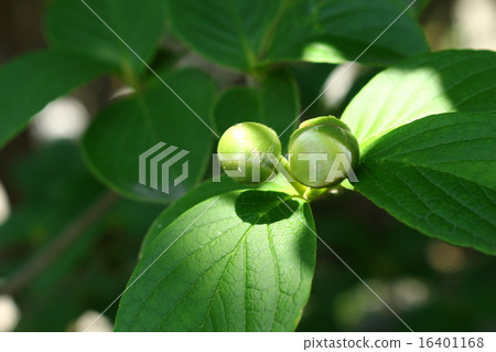 堅果的芽 16401168