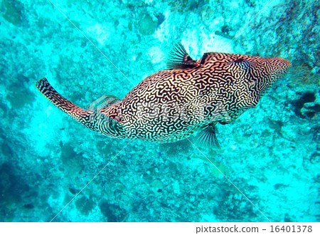 印度洋珍珠熱帶魚游泳在馬爾代夫的美麗的珊瑚礁海 16401378