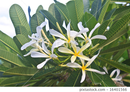 Branch of tropical flowers frangipani 16401566