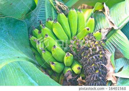 Green Banana bunch on tree in the garden 16401568