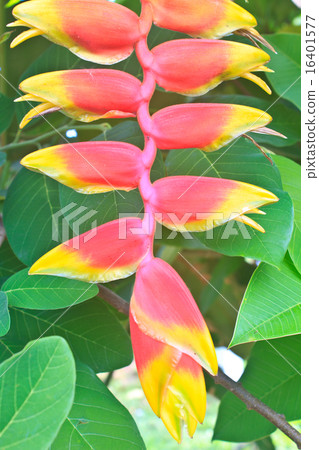 Beautiful Heliconia flower blooming Beautiful Heliconia flower blooming 16401577