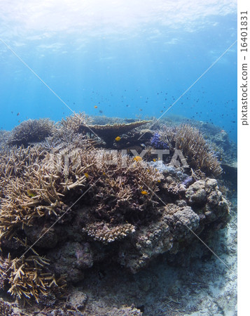 沖繩·Iriomotejima表珊瑚和樹枝珊瑚和許多熱帶魚 16401831