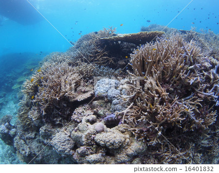 沖繩·Iriomotejima表珊瑚和樹枝珊瑚和許多熱帶魚 16401832