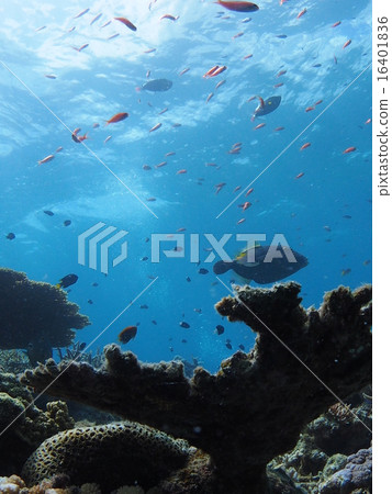 熱帶魚Rambunge在Iriomote海島，沖繩島 16401836