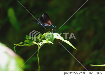 Ryukyuha Guron Dragonfly 16402077