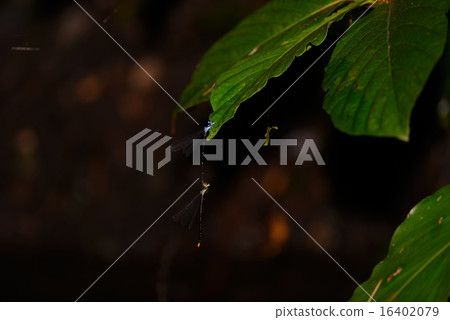 Ryukyu Ryorimon Dragonfly 16402079