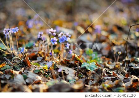 Blossoming hepatica flower in early spring 16402120
