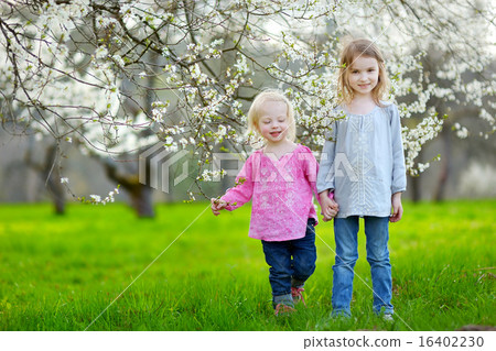 Two cute little sisters in blooming cherry garden Two cute little sisters in blooming cherry garden 16402230