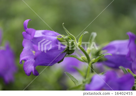 Flowers 16402455