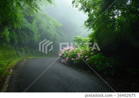 Flowers Flowers 16402675