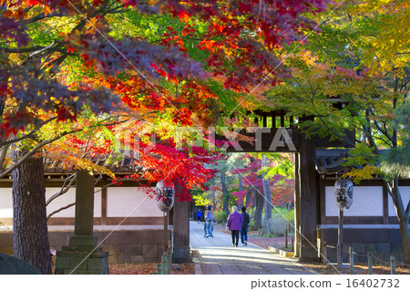 Tohogashiji門秋葉 Tohogashiji門秋葉 16402732