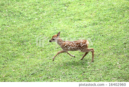 Running deer Running deer 16402960