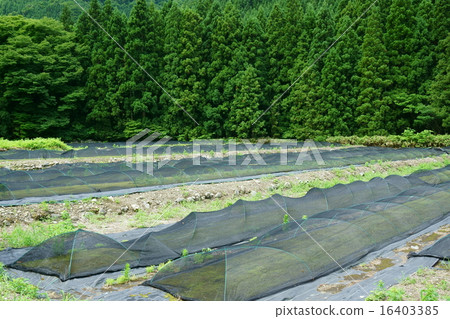 苔蘚生長 16403385