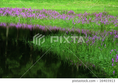 Mizuhagi reflected on the surface of the lake (Nakayama Takahara Mabrozushi pond) 16403913