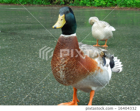 Mallard 16404332