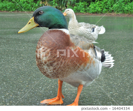 Mallard Mallard 16404334