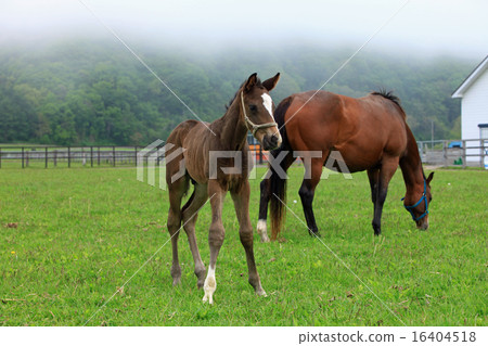 純種馬駒01 16404518