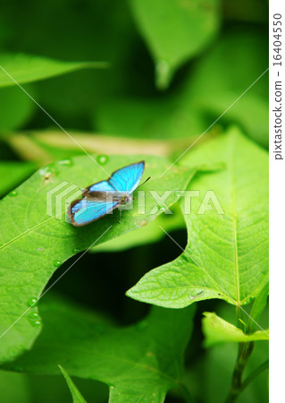 Midorishigimi♂01 Midorishigimi♂01 16404550