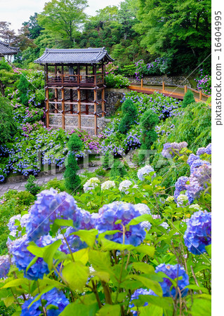 Zenzenji的繡球花 16404995