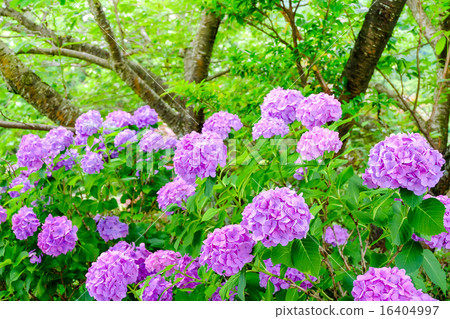 在森林裡的繡球花 16404997