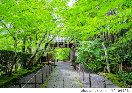 Aoi Komyoji Pharmaceutical Door of Blue Maple Aoi Komyoji Pharmaceutical Door of Blue Maple 16404998