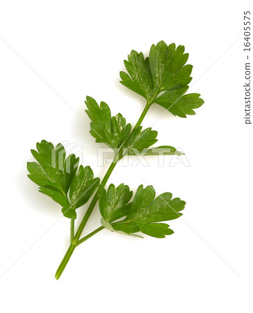 fresh parsley isolated on white fresh parsley isolated on white 16405575