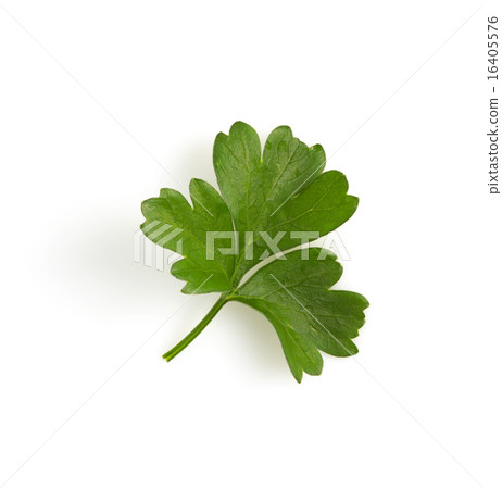 fresh parsley isolated on white fresh parsley isolated on white 16405576