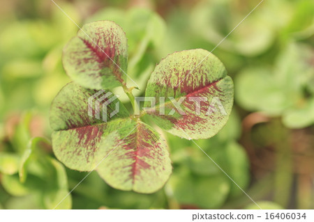 Four leaves clover 16406034