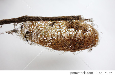 Large moth Kusunsan cocoon omission shell Large moth Kusunsan cocoon omission shell 16406076