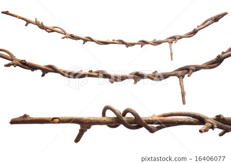 Branch material 16406077