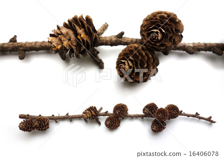 Branched material with pine cones 16406078