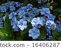 rainy season, hydrangea, june 16406287
