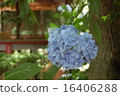 june, hydrangea, rainy season 16406288