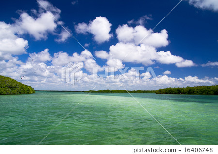mangrove trees 16406748