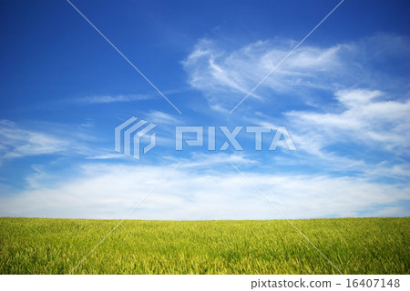 field field 16407148