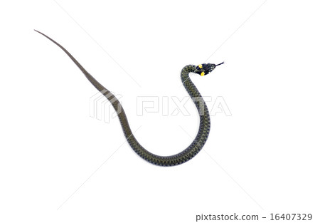 snake 16407329