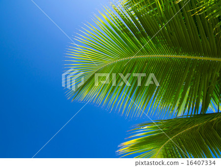 Palm tree 16407334