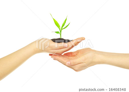 plant in hands plant in hands 16408348
