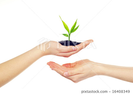 plant in hands plant in hands 16408349