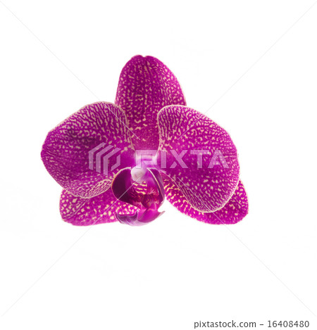 pink orchid flower isolated on white pink orchid flower isolated on white 16408480